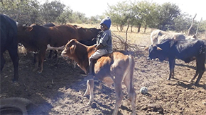 A photograph of a young child in Zambia sitting on the back of a small cow amid a herd, against the background of a field and trees.